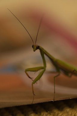 Mantis